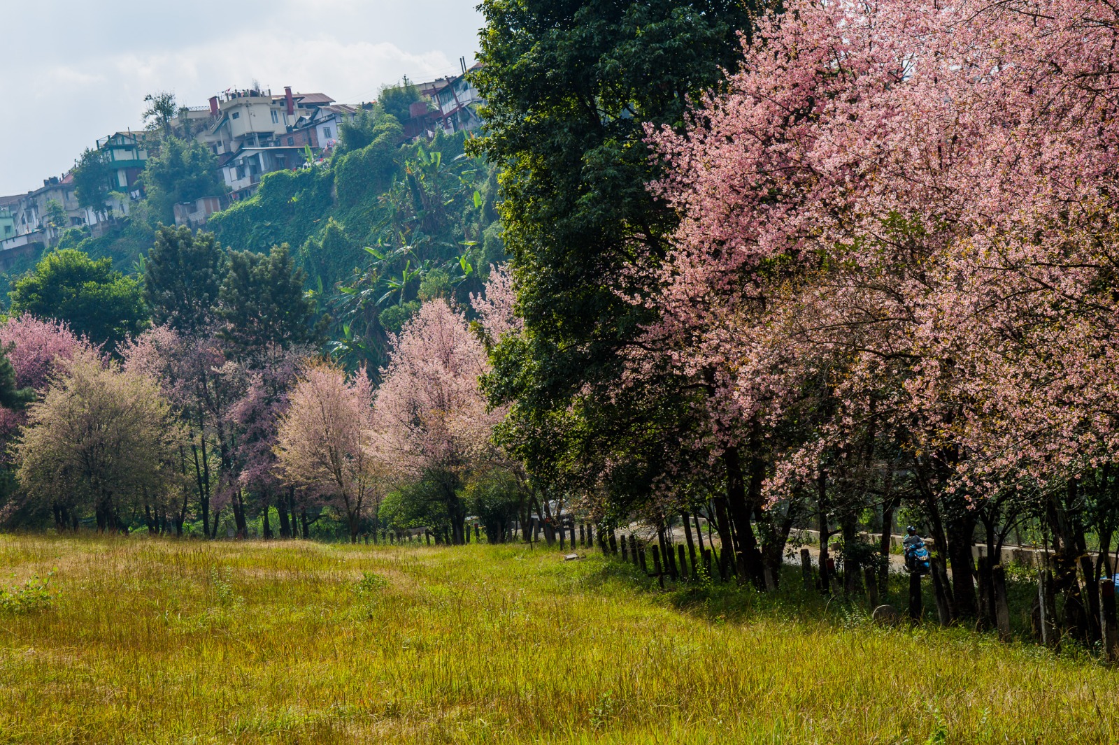 A Khasi hillside village among cherry blossoms