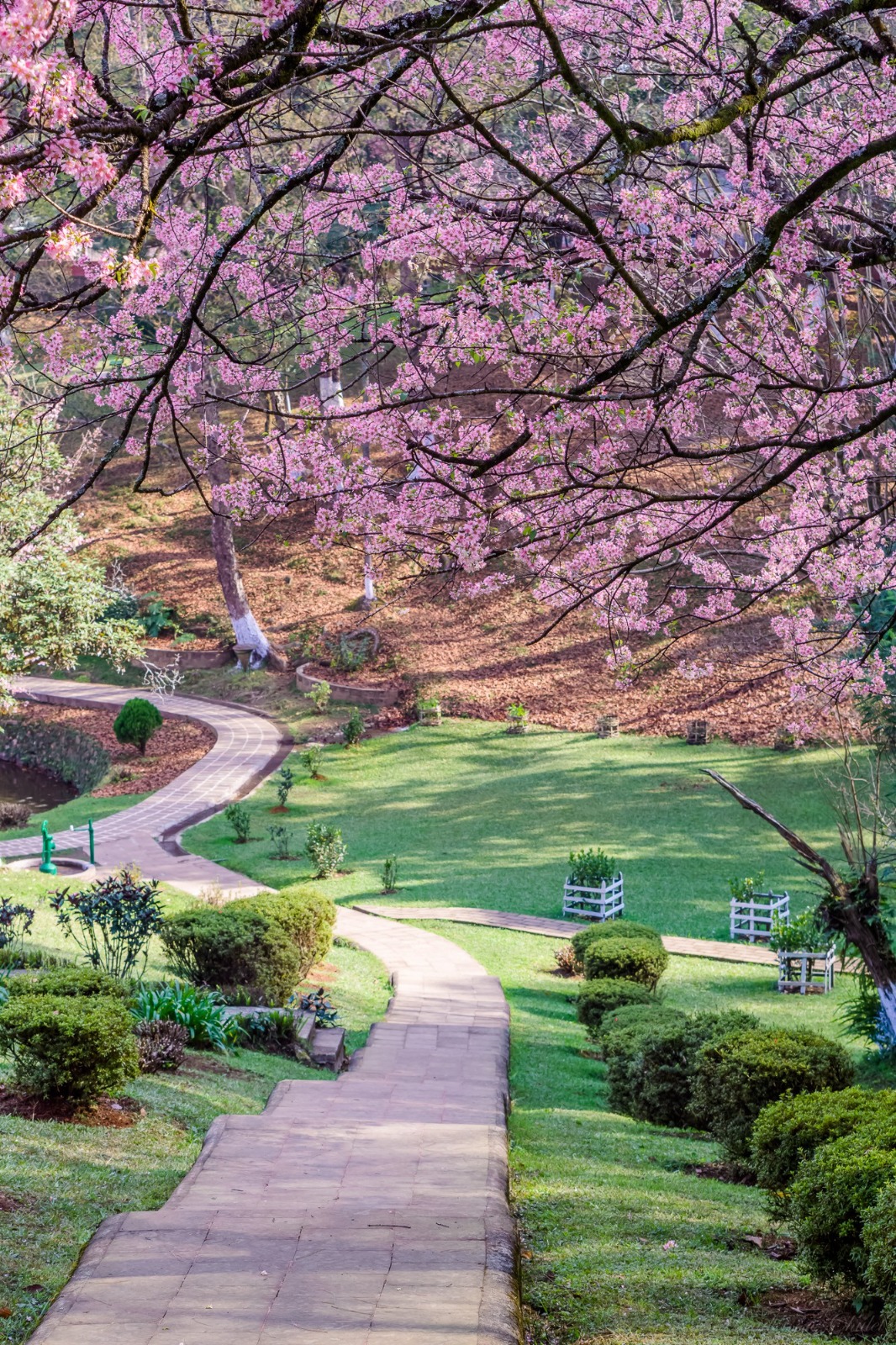 A cherry-blossom-lined public path in Shillong